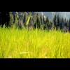 Yosemite in the Summer