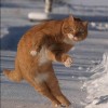 Cat skiing