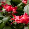 Red flowers