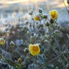 Spring frost in Yosemite