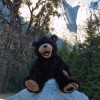 Yosemite Bear