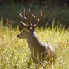 Yosemite Deer with Antlers
