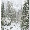 Yosemite snowcovered