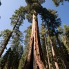 Mariposa Grove