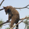 Bear in Tree