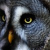Great Gray Owl