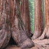 Mariposa Grove Near Our Yosemite Cabins