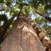 Redwood Trees In Yosemite National Park