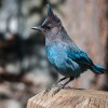 Steller's Jay in Yosemite