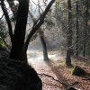 Yosemite Trees near Nature Center at Happy Isles