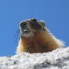 The Most Common Wildlife And Plant life in Yosemite