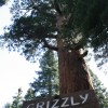 Single Day Itinerary Grizzly Giant in Mariposa Grove