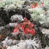 Poison Oak