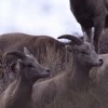 Sierra Nevada Big Horns