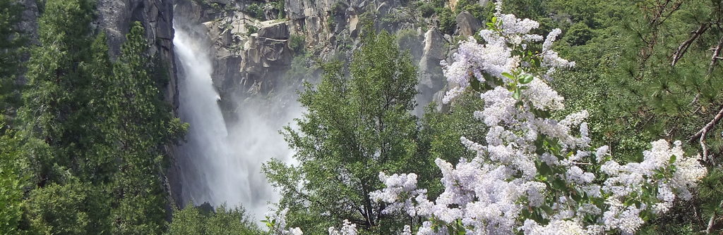 Yosemite Cabins Near Flowers and Falls