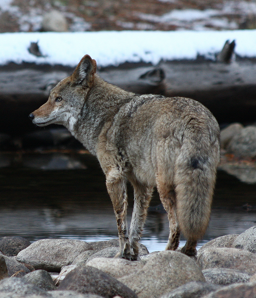 Yosemite Coyote 