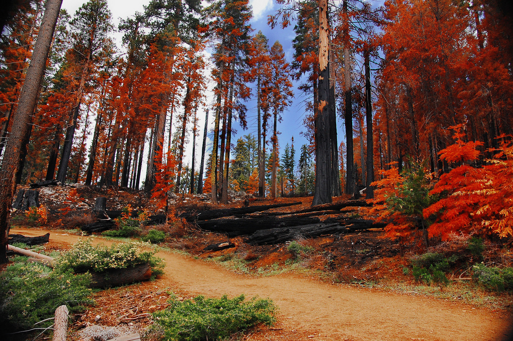 Yosemite forest foliage
