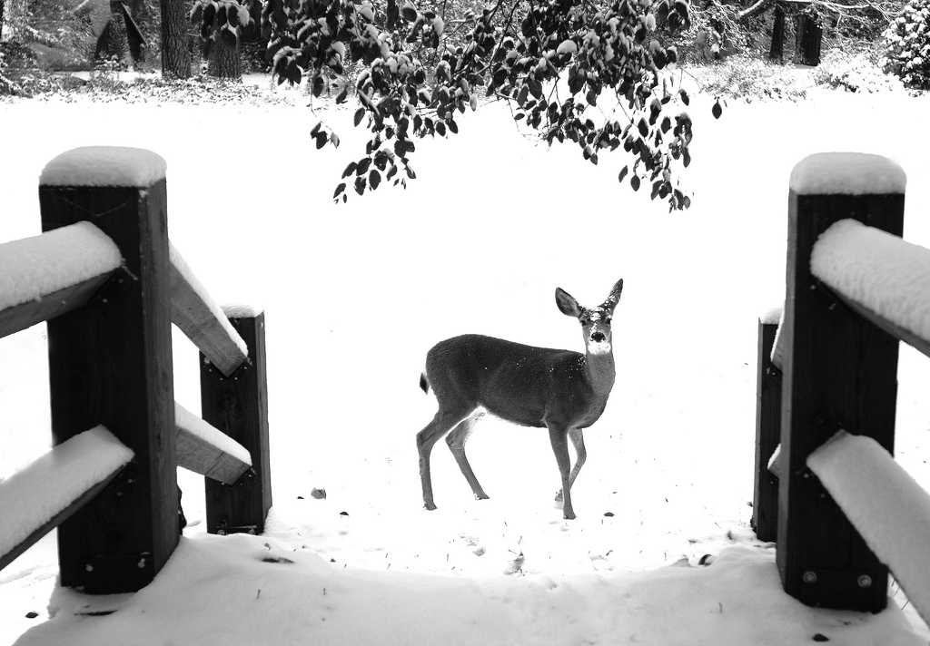 Yosemite black tailed deer