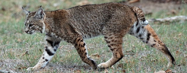 Bobcat