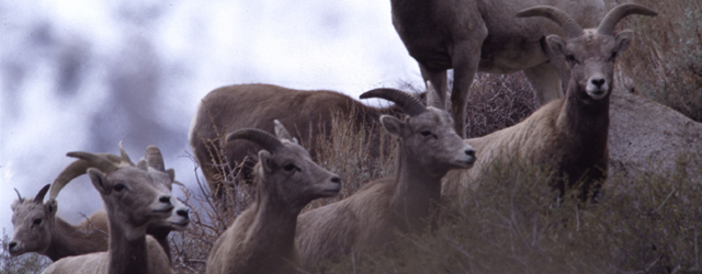 Sierra Nevada Big Horns