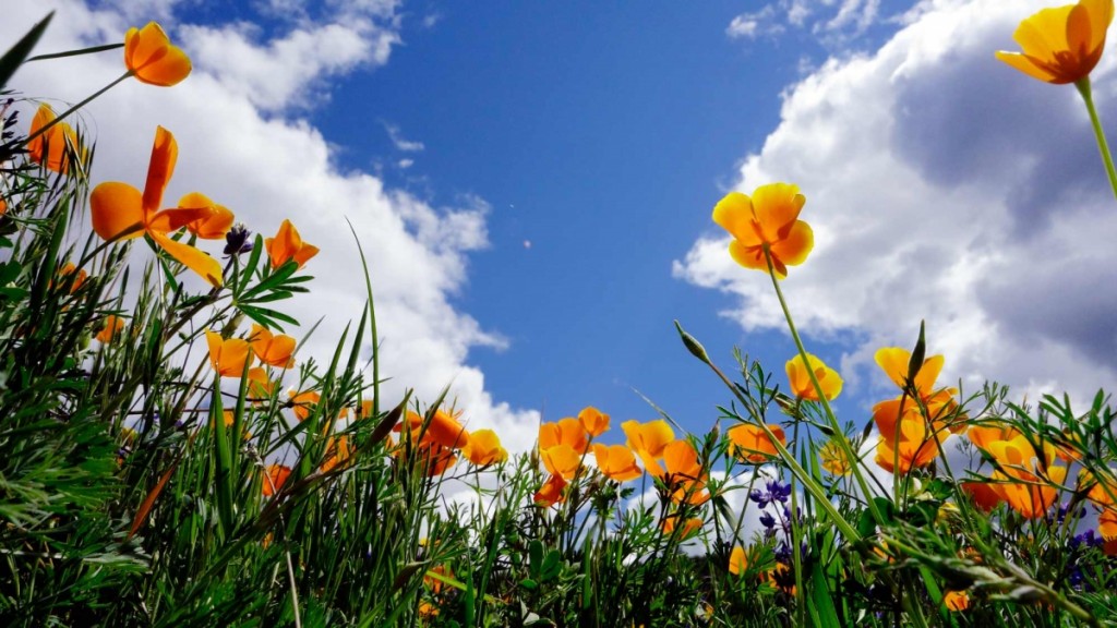 yosemite-spring-summer