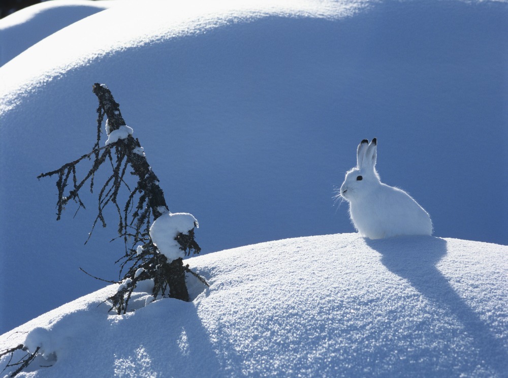 Snowshoe Hare