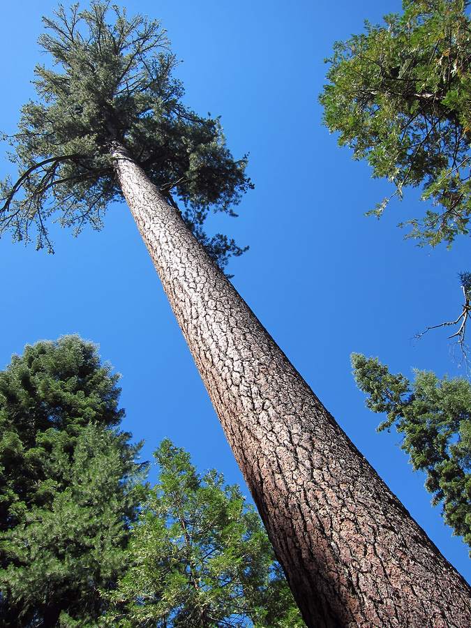 Sugar Pine (U.S. National Park Service)