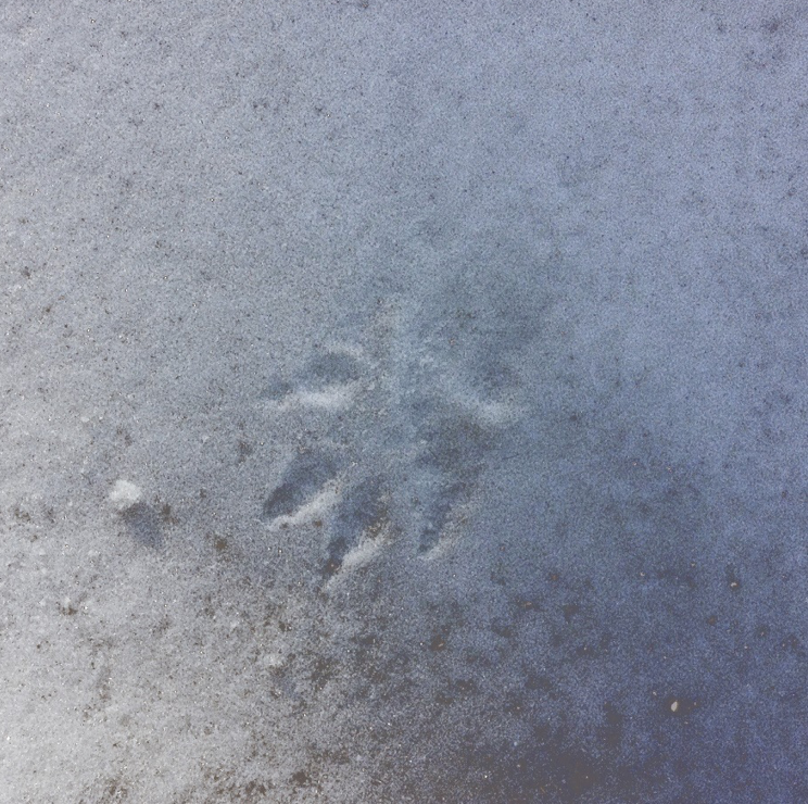 yosemite foot prints