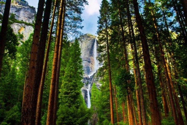 Yosemite Waterfalls behind Sequoias in Yosemite National Park,Ca